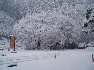 もみじの木 なんと幻想的な景色でしょう！
