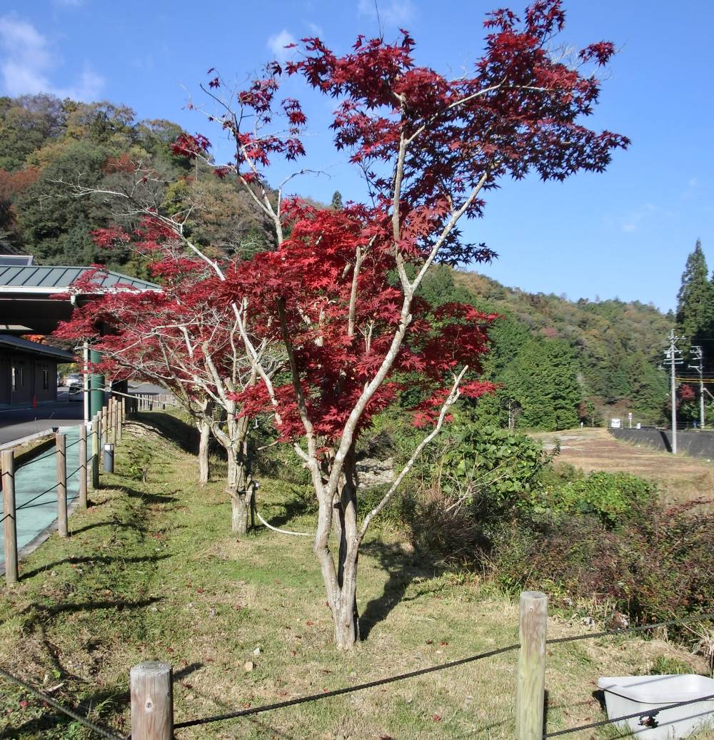 紅葉２