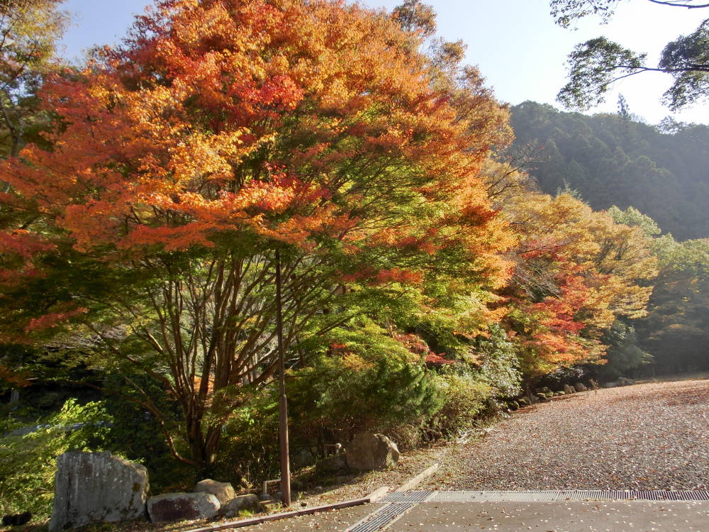 紅葉３