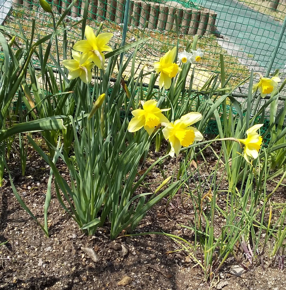 最近植えた水仙です☆