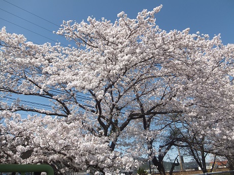  2018花見