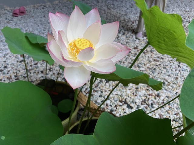  蓮