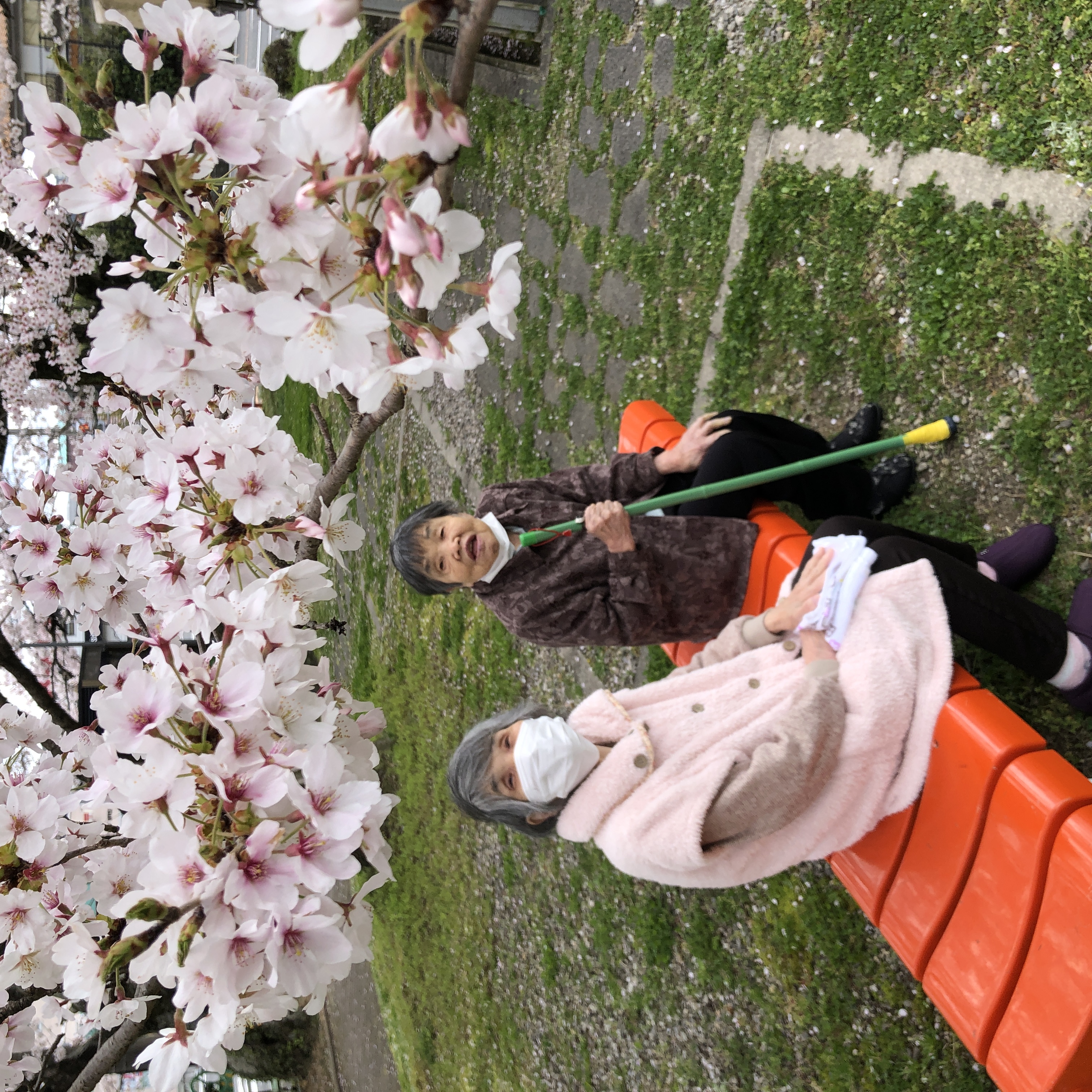  お花見