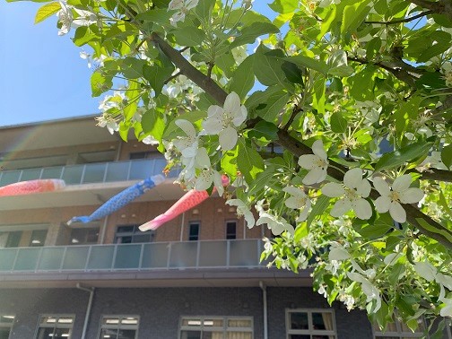  りんごの花