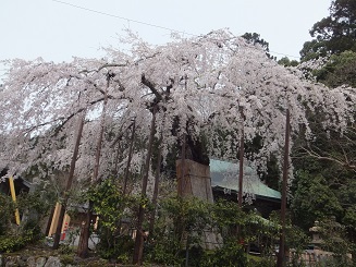  cat2_image_img681.JPG